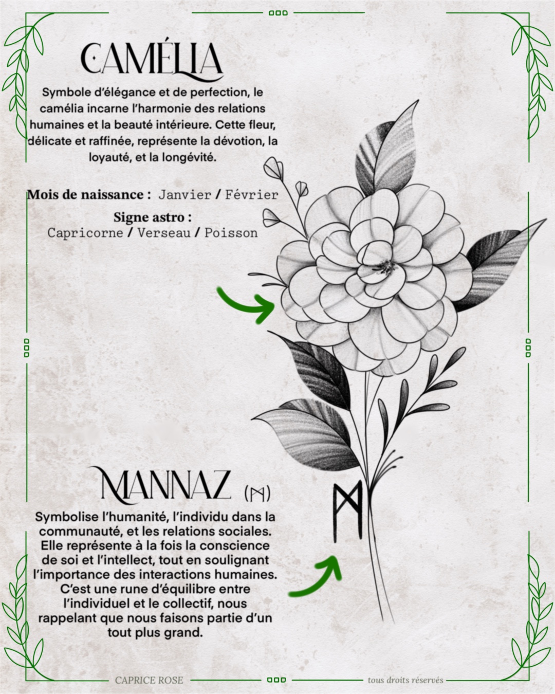 Camélia (runes florales)