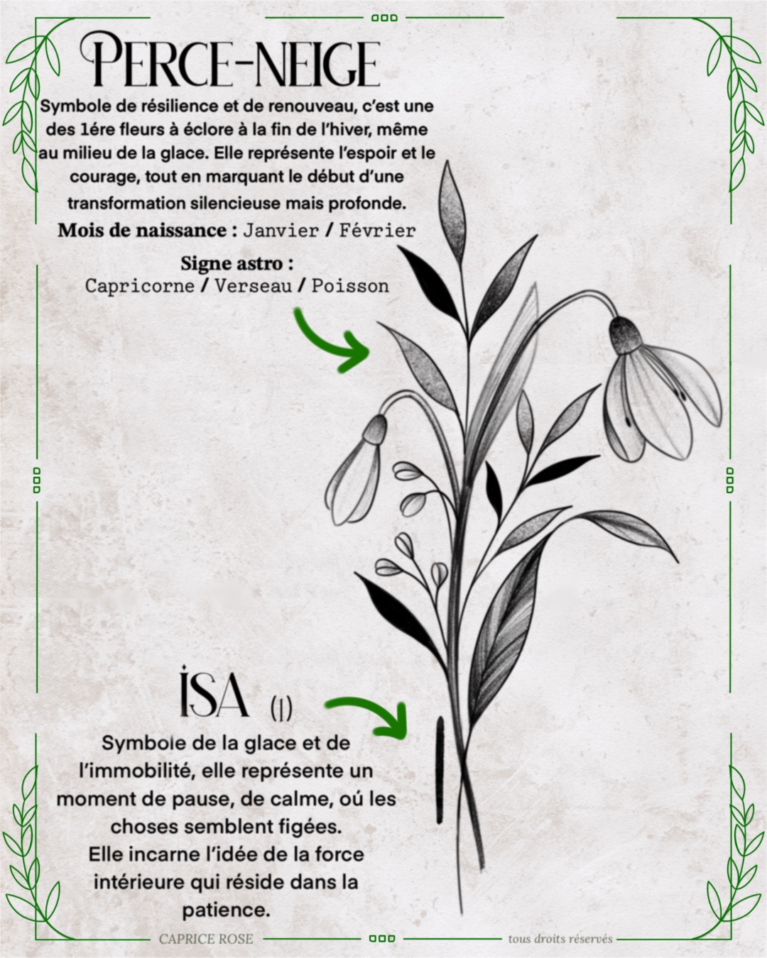 Perce-neige (runes florales)