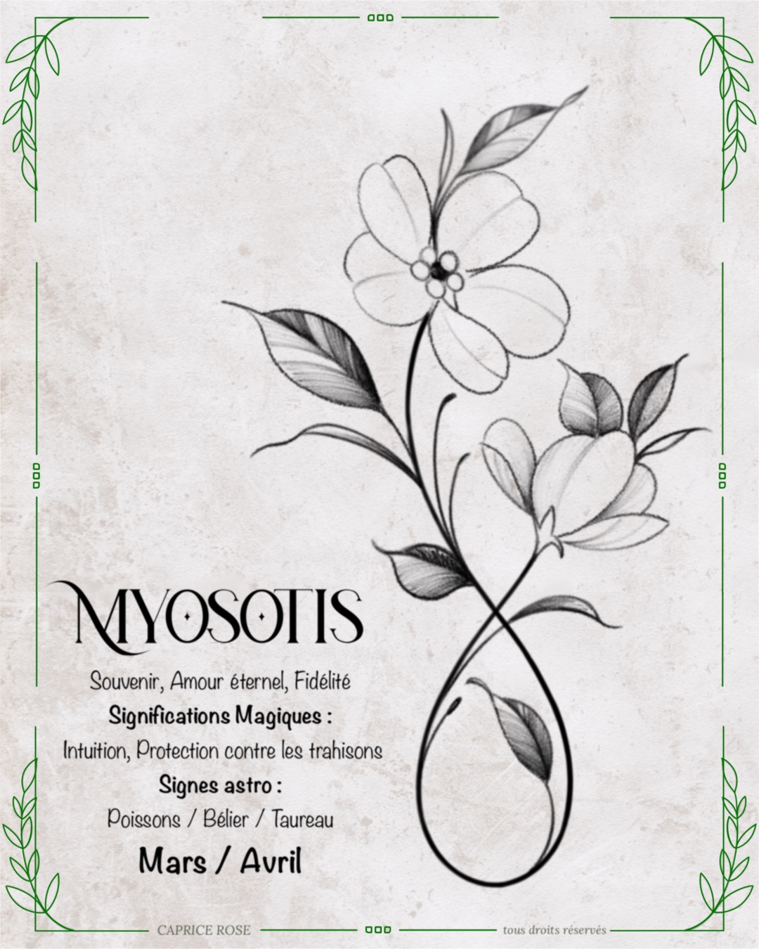 Myosotis (infinity floral)
