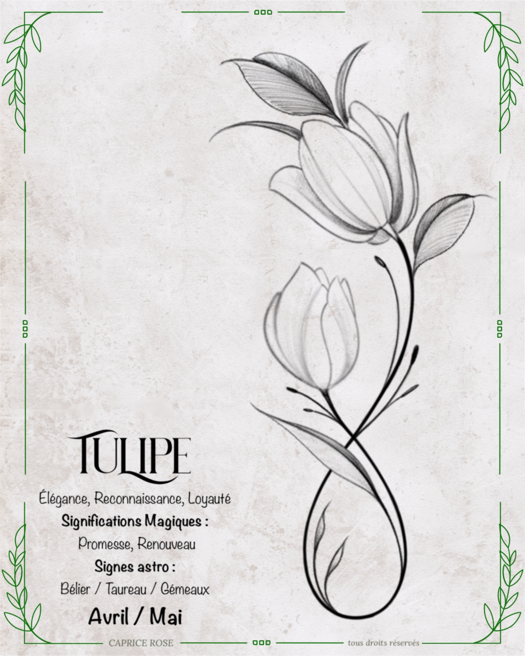 Tulipe (infinity floral)
