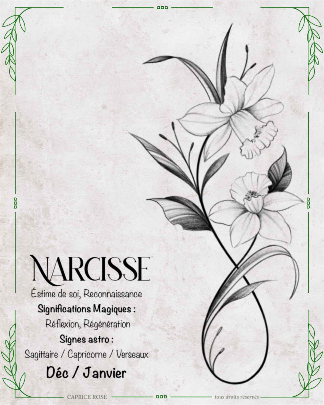 Narcisse (infinity floral)