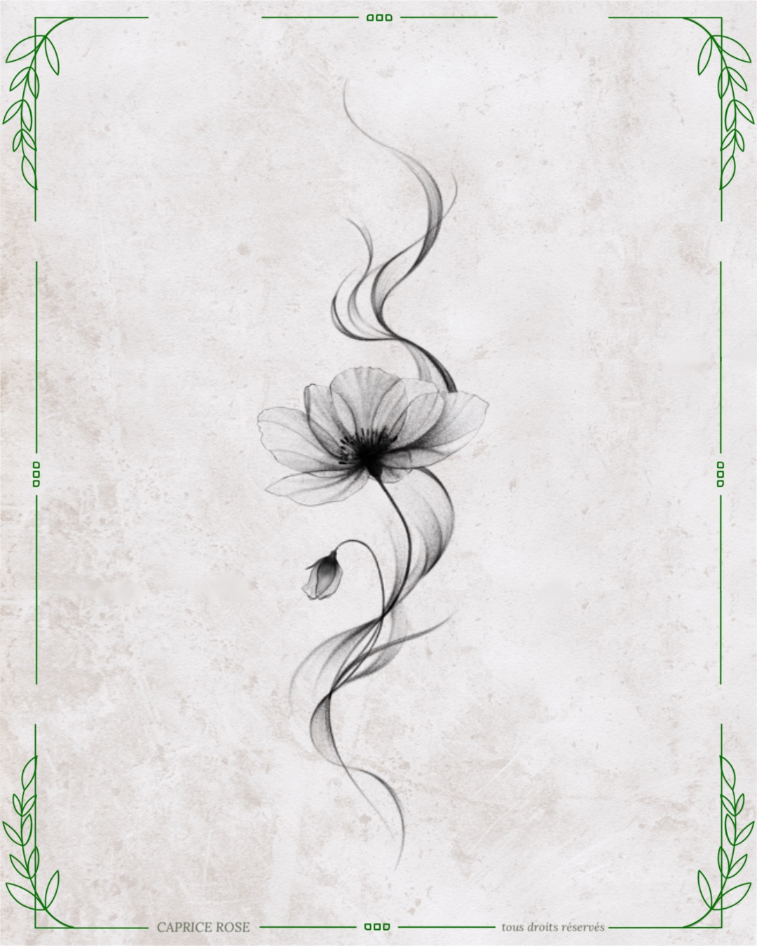 Coquelicot  X-ray
